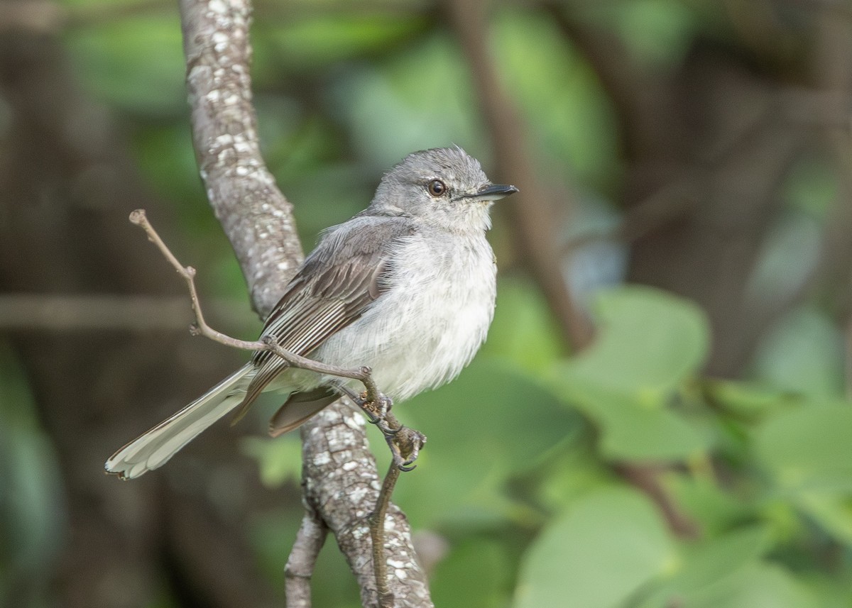 Gray Tit-Flycatcher - ML647115986