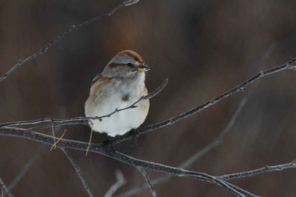 American Tree Sparrow - ML647115987