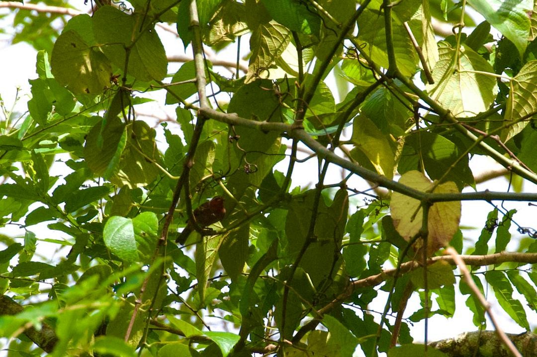 Reddish Myzomela - ML647115988