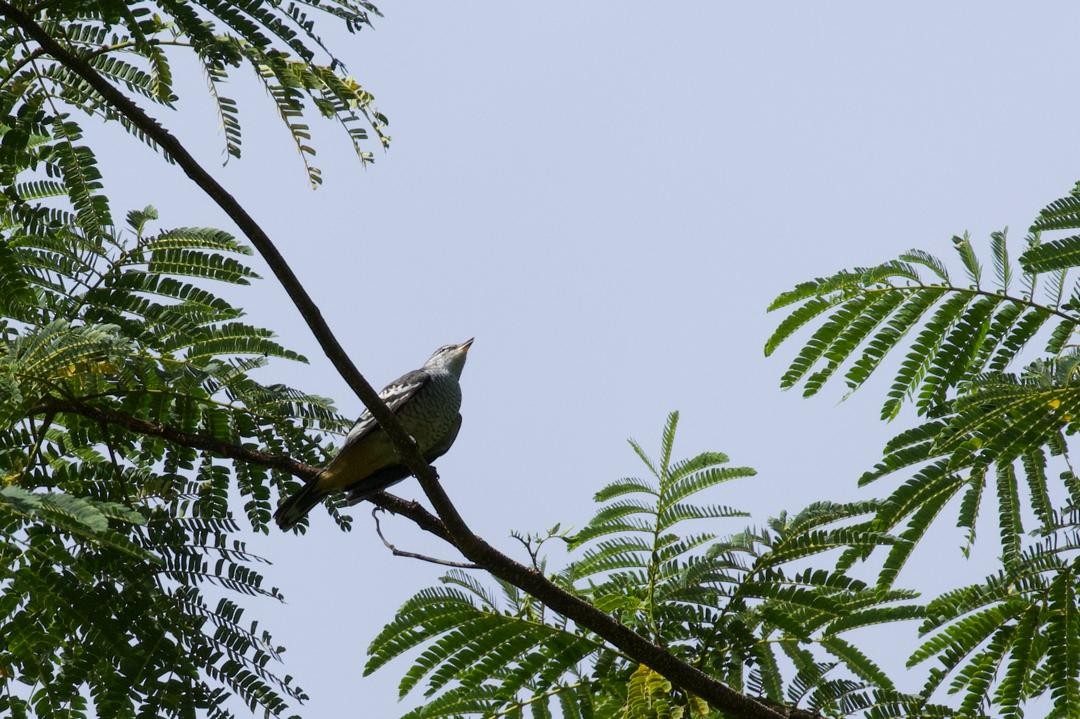 Varied Triller - ML647115990