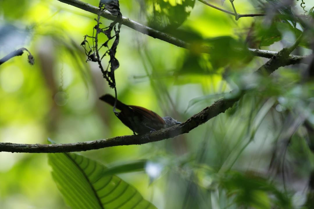 Velvet Flycatcher - ML647115992