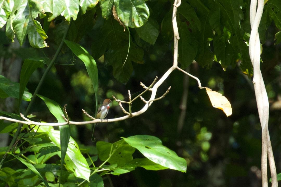 Red-banded Flowerpecker - ML647115993