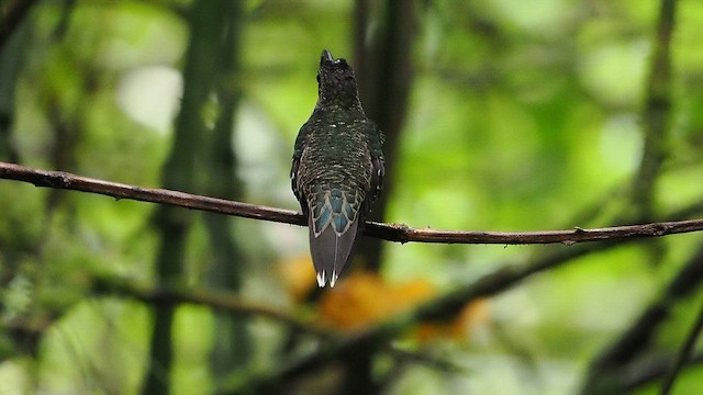 Ерміт-серподзьоб темнохвостий - ML647115997