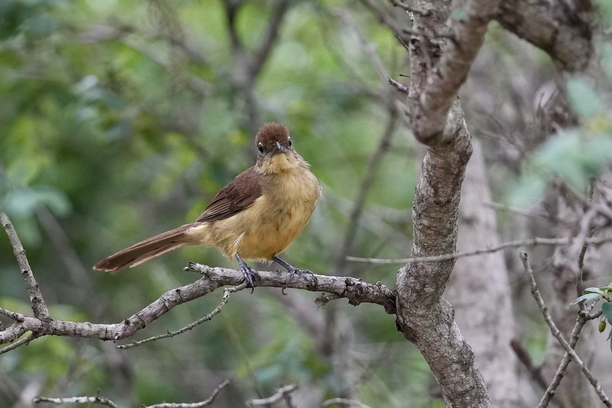 Yellow-bellied Greenbul - ML647115999