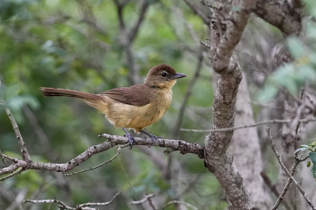 Yellow-bellied Greenbul - ML647116000