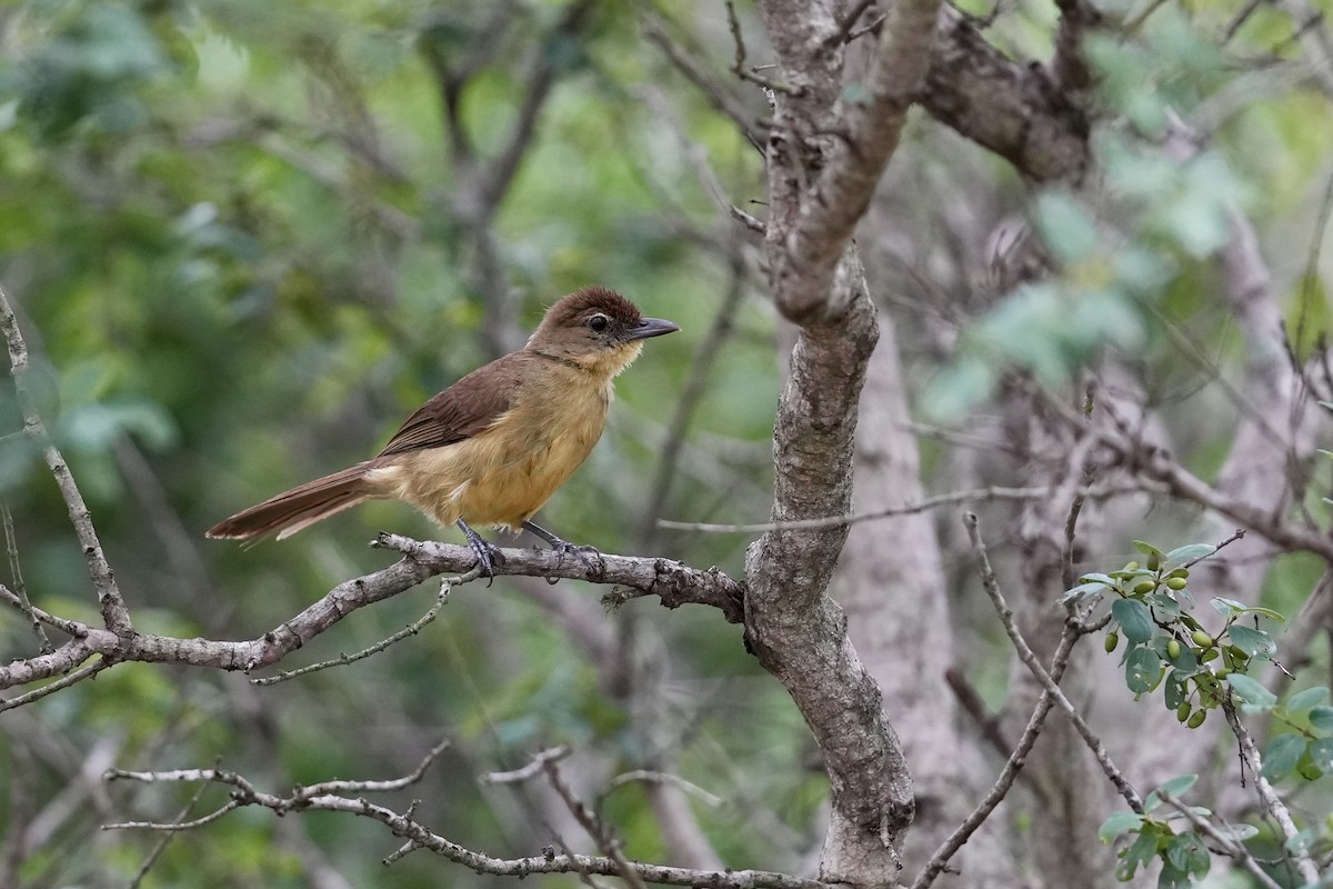 Yellow-bellied Greenbul - ML647116001