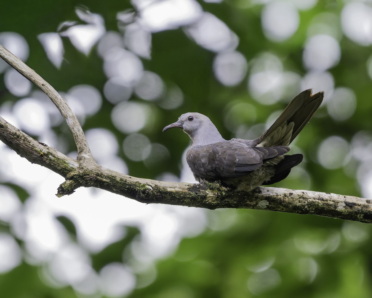 holub fidžijský - ML647116009