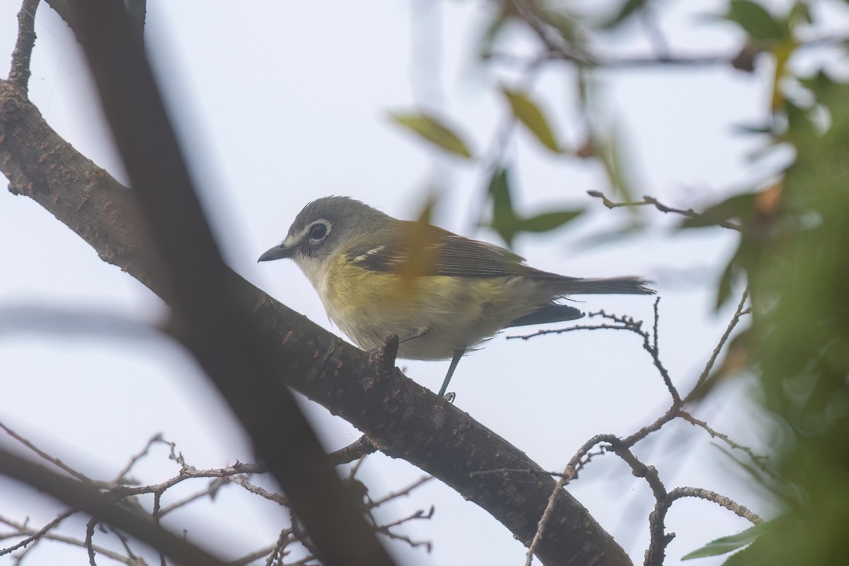 Bireo buru-urdina - ML647116027