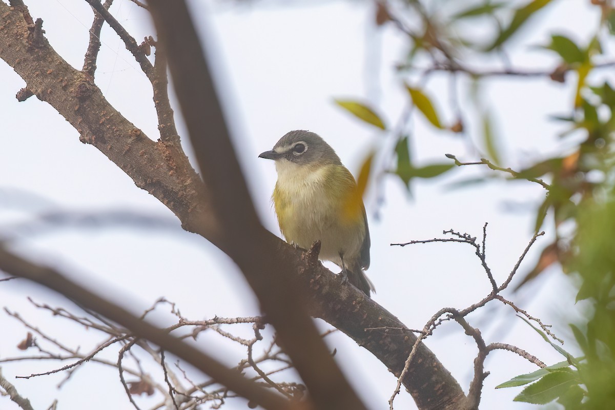 Bireo buru-urdina - ML647116028