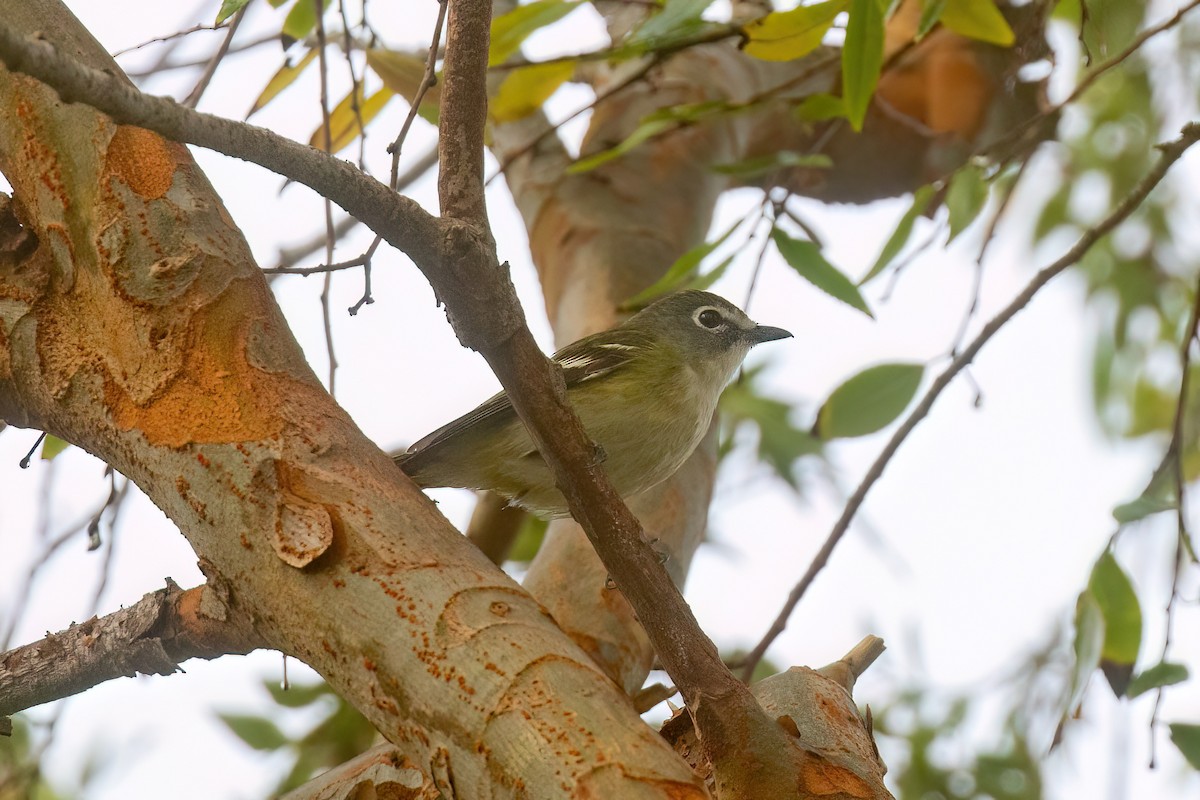 Bireo buru-urdina - ML647116029