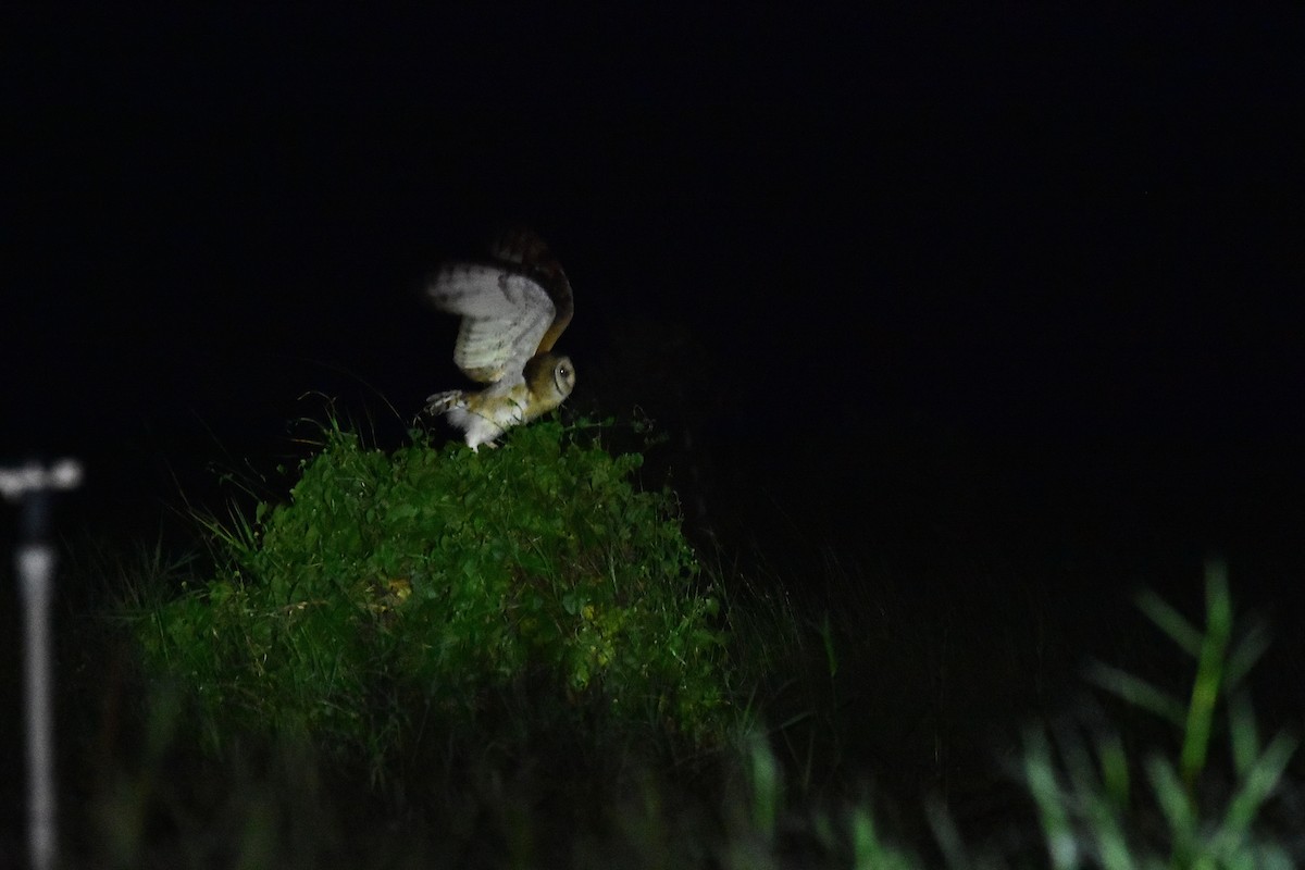 Australasian Grass-Owl - ML647116032