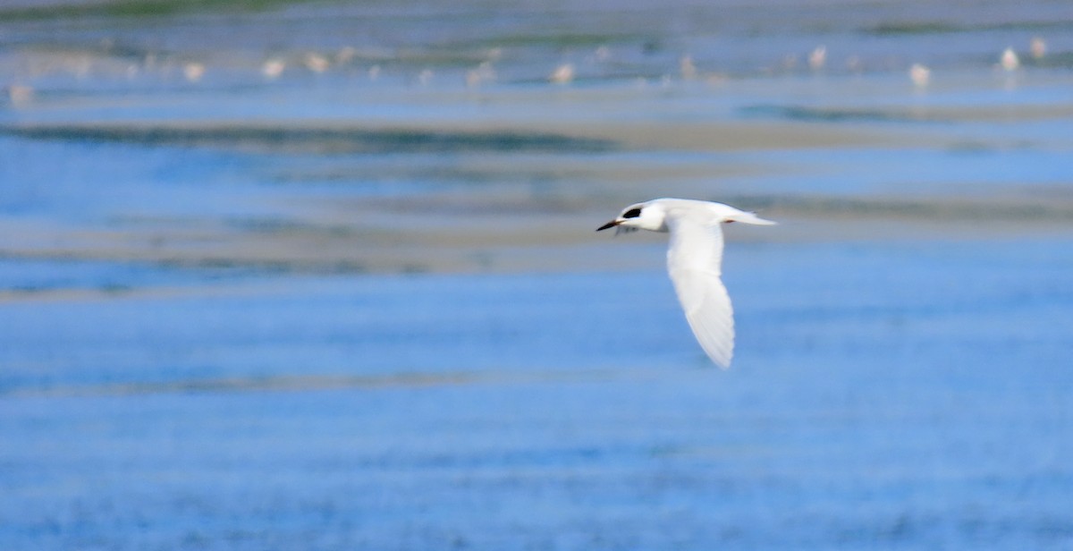 メリケンアジサシ - ML647116036