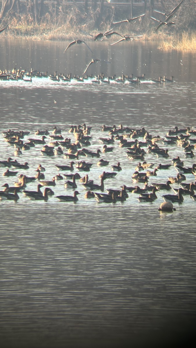 goose sp. - ML647116037