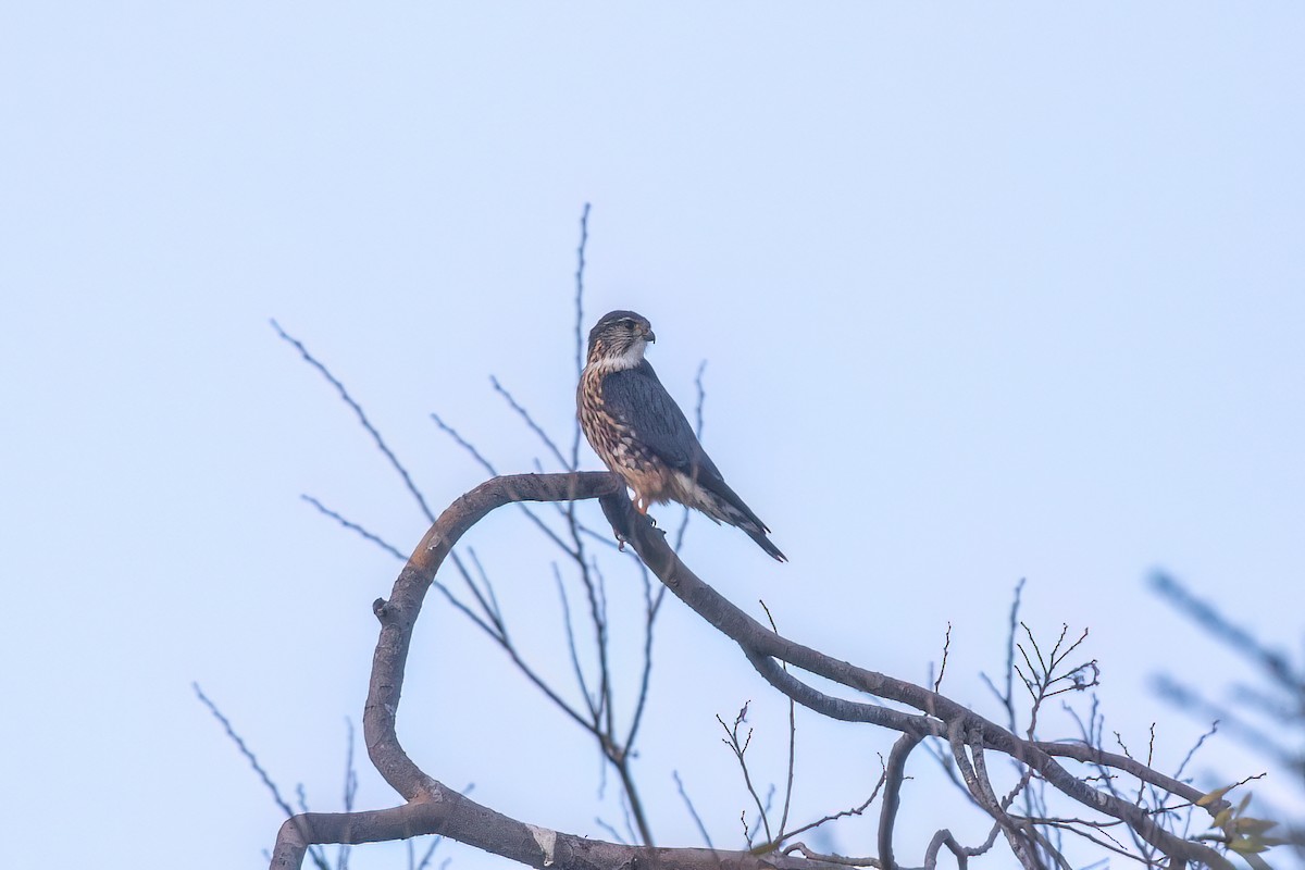 Belatz txikia - ML647116039