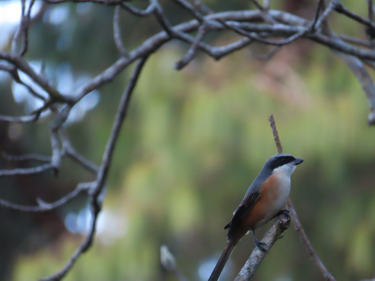 Gray-backed Shrike - ML647116043