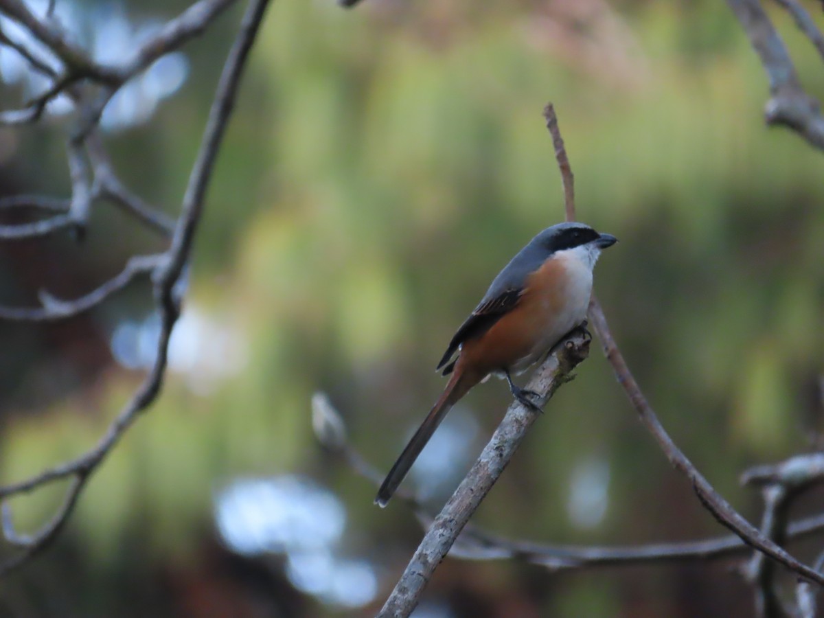Gray-backed Shrike - ML647116044