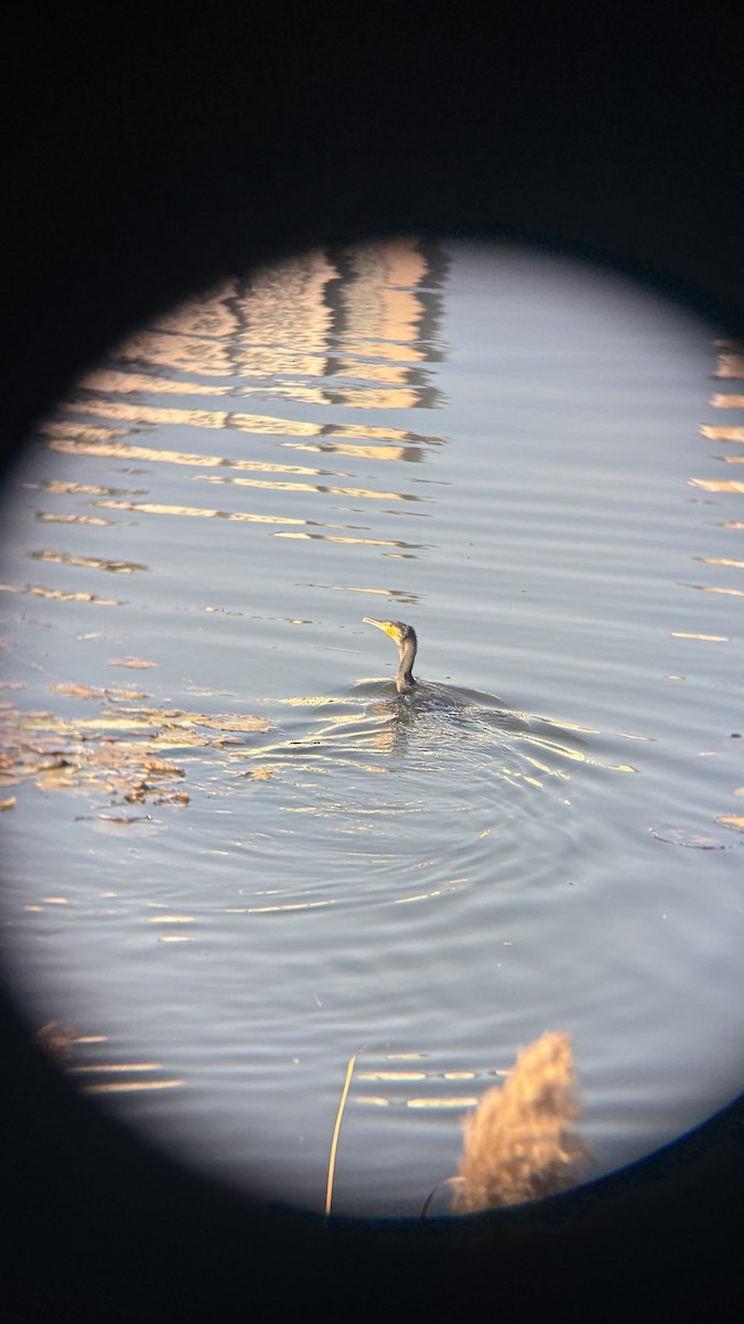 Cormorán Grande - ML647116046