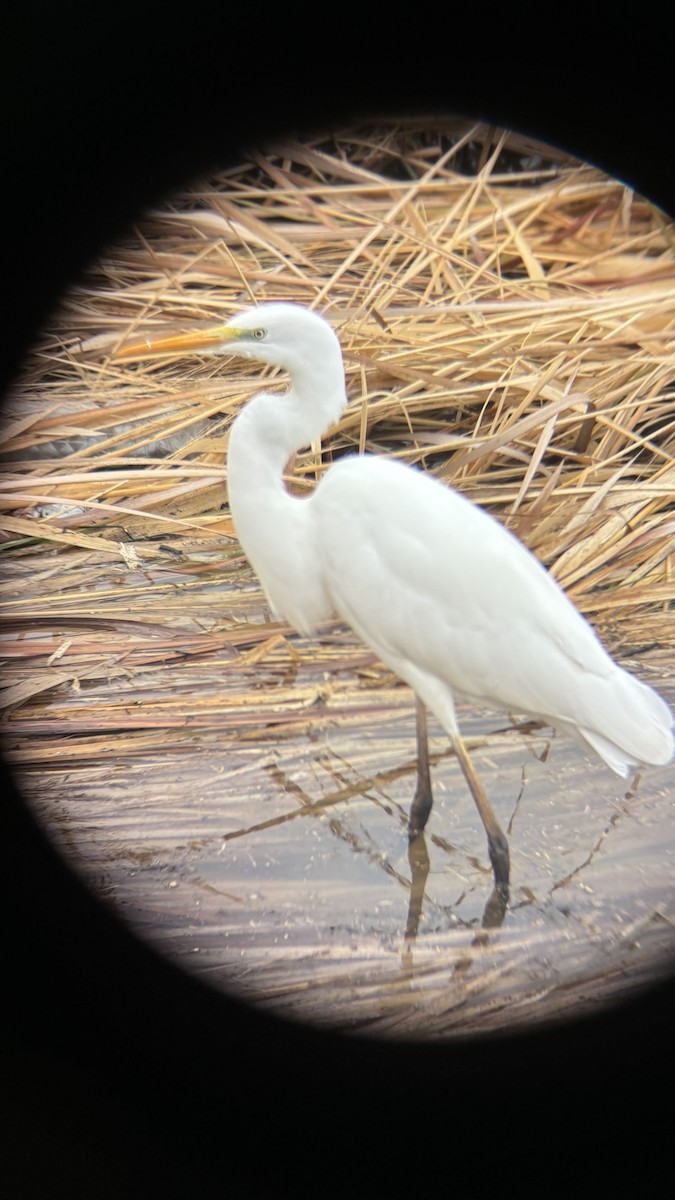 Great Egret - ML647116048