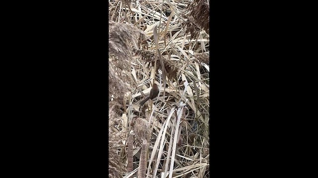 Сутора бура - ML647116058