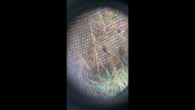 Сутора бура - ML647116059