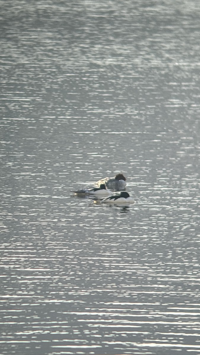 Common Merganser - ML647116063