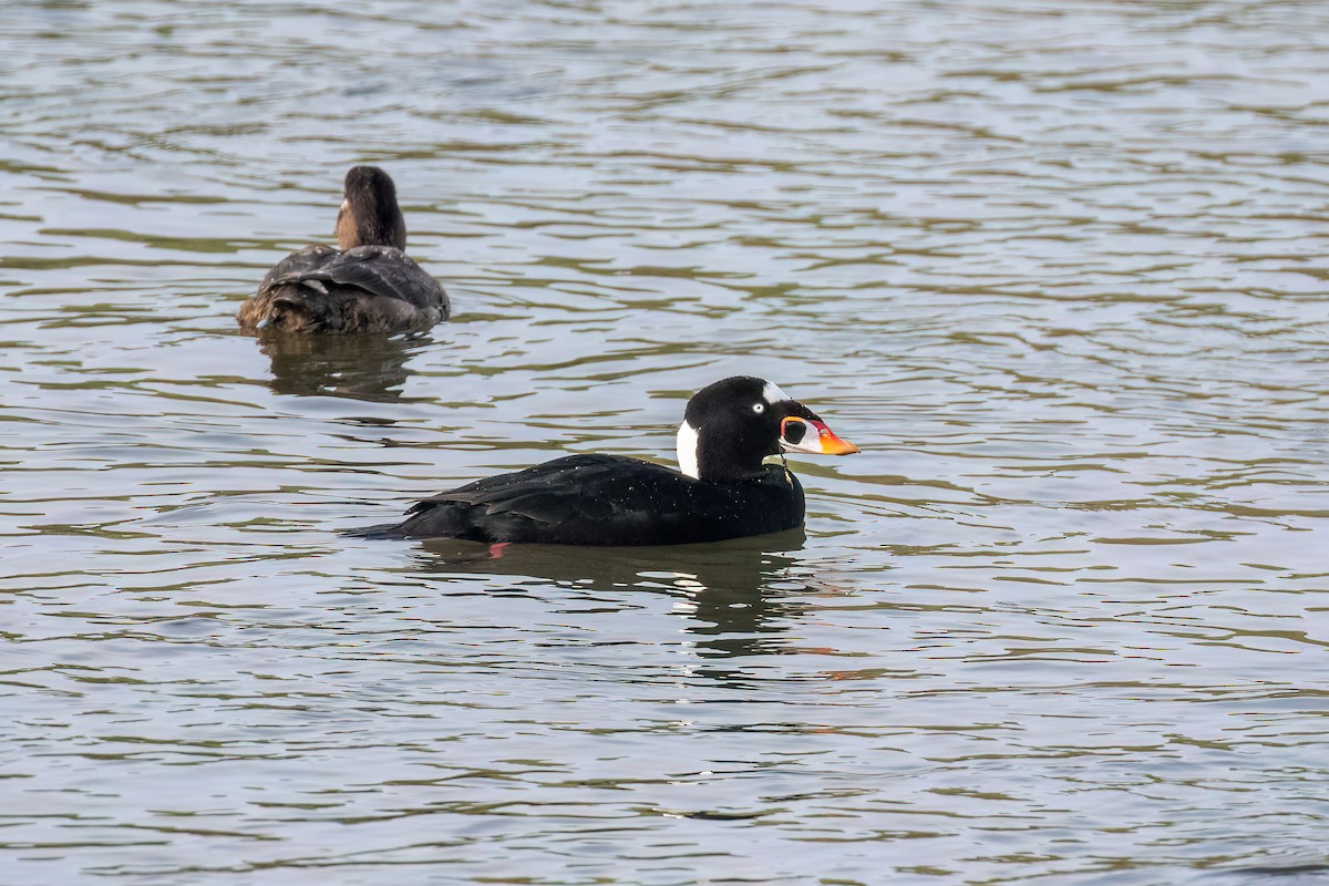 קטיפנית משברים - ML647116073