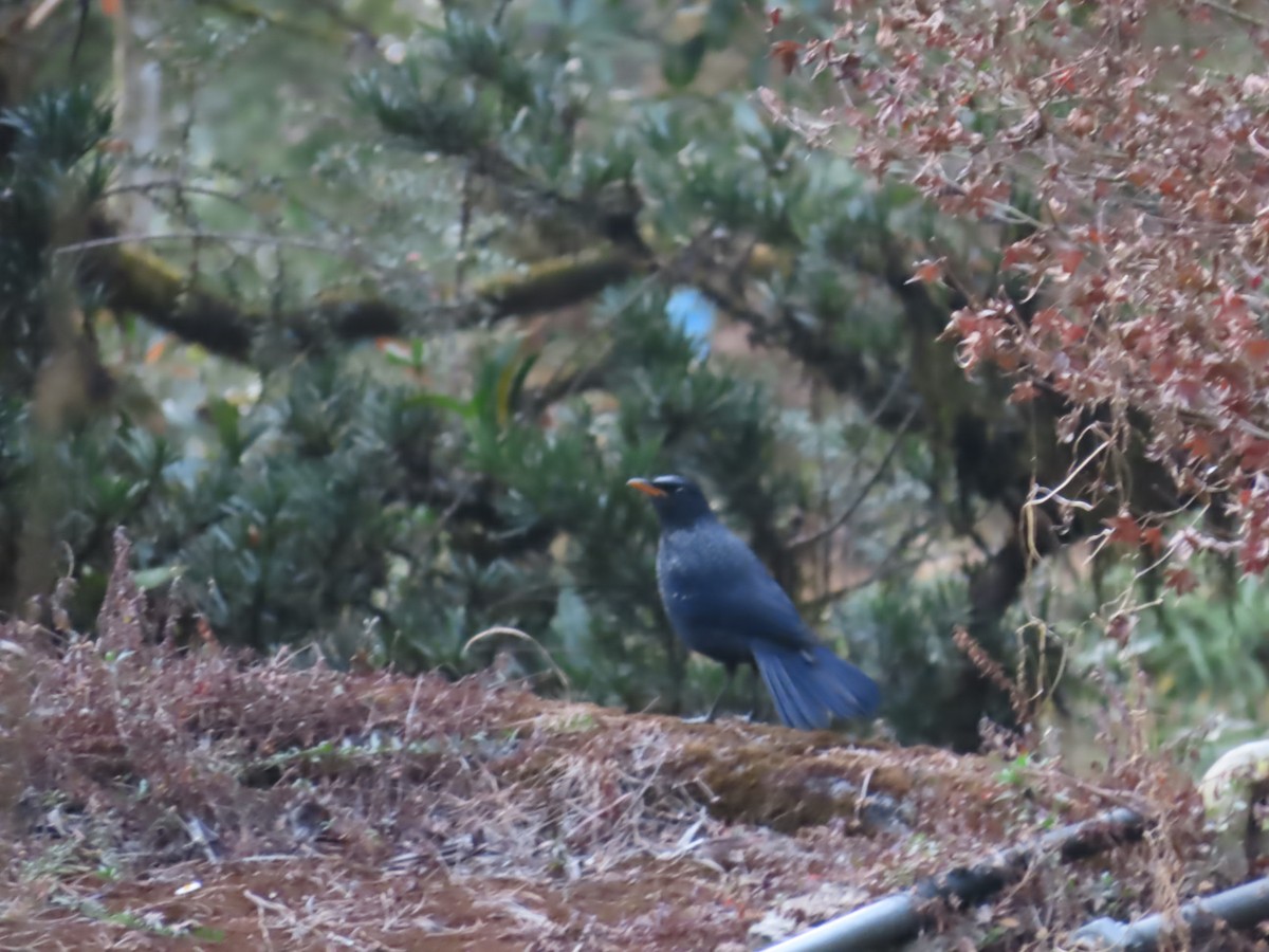 modravec siný - ML647116074