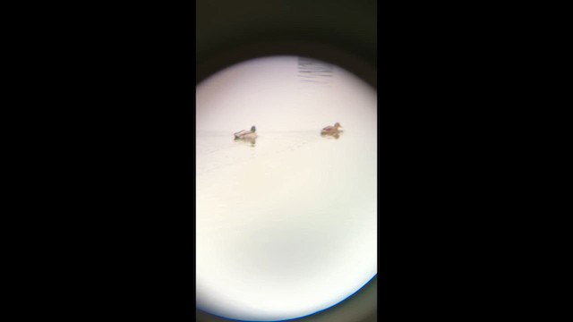 Крижень звичайний - ML647116075