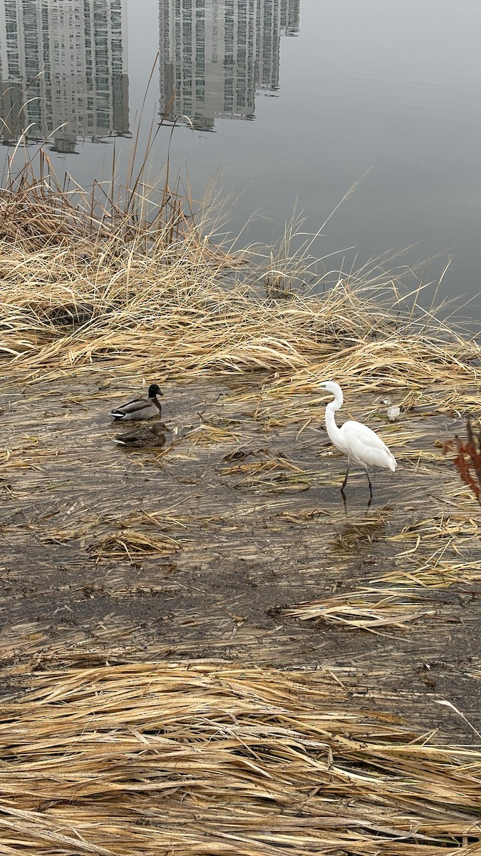 Great Egret - ML647116085