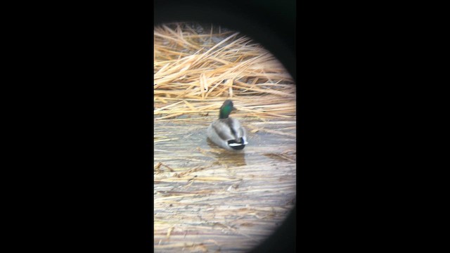 Чапля велика - ML647116086