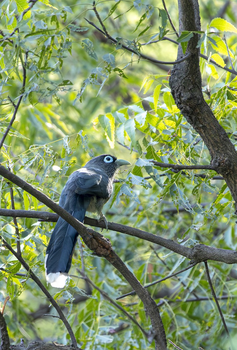 Blue-faced Malkoha - ML647116096