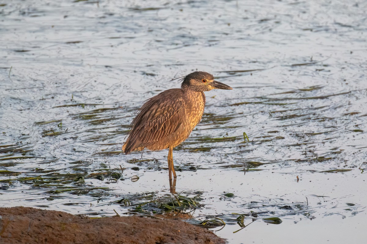 אנפת לילה צהובת-כיפה - ML647116097