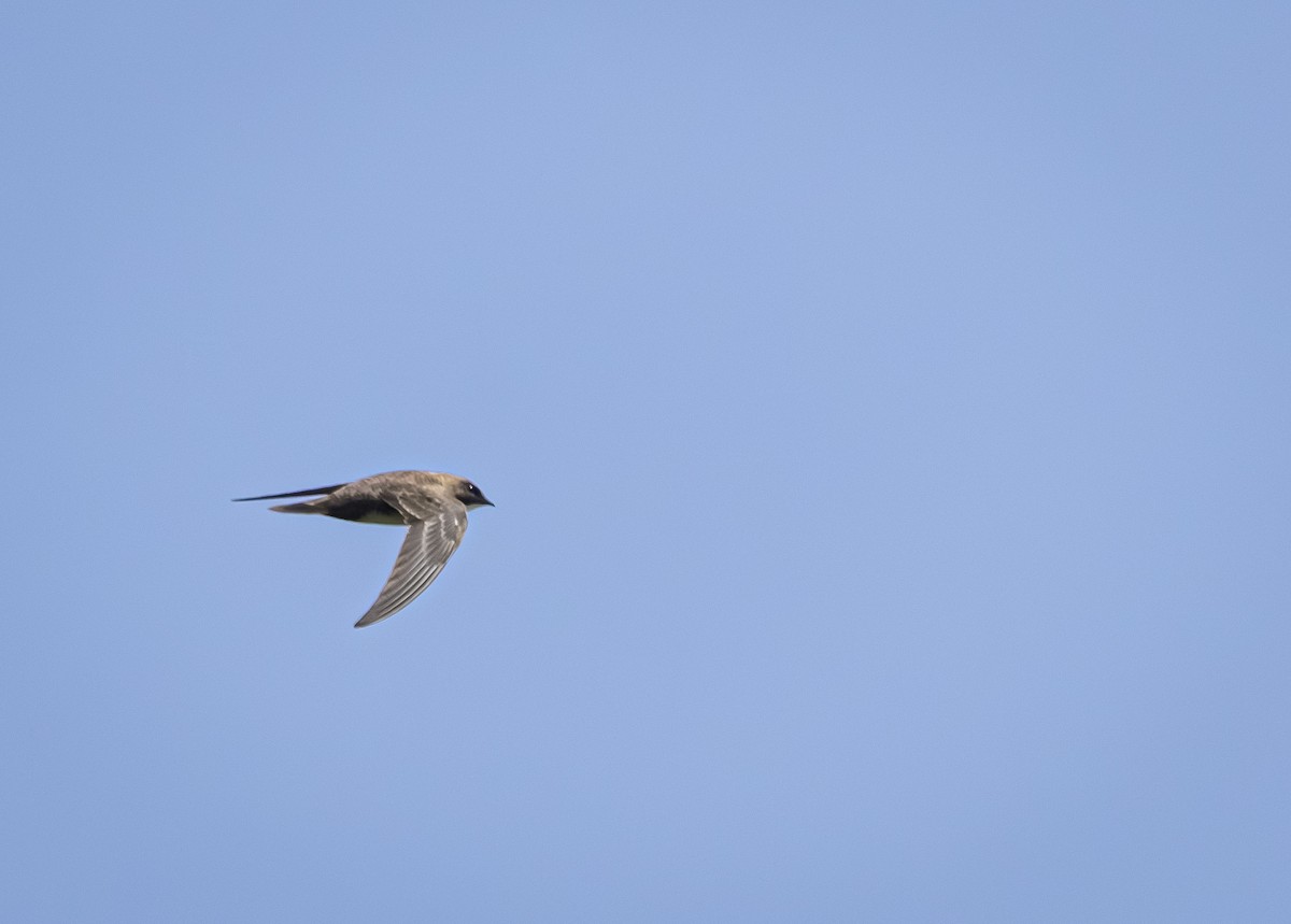 Alpine Swift - ML647116098