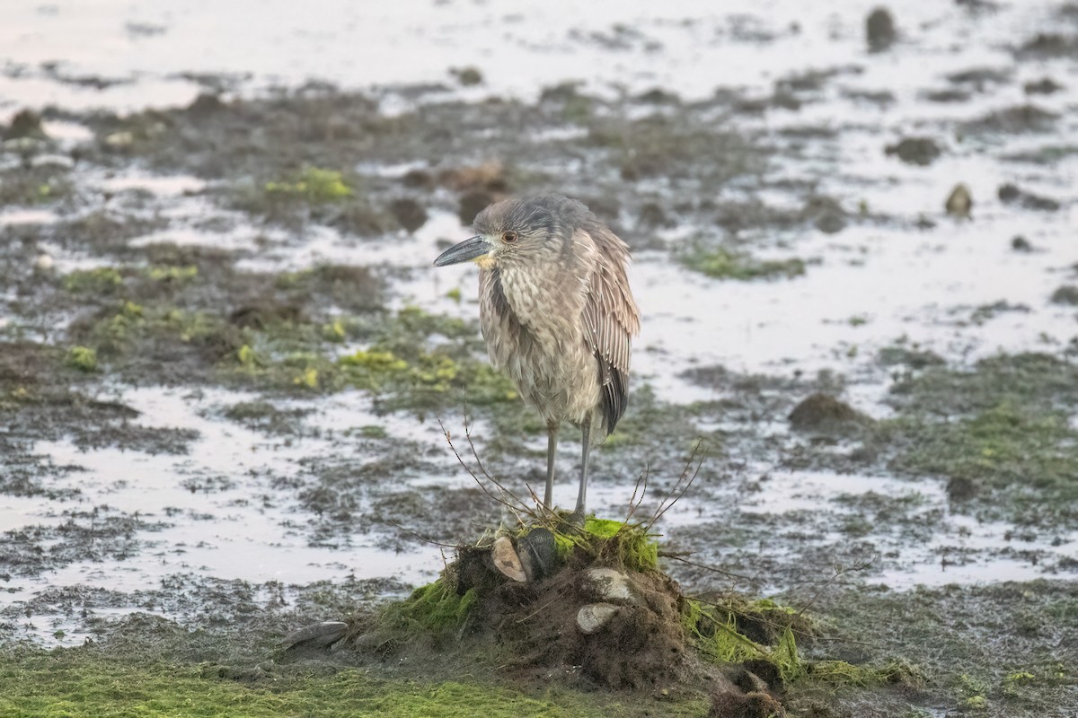 אנפת לילה צהובת-כיפה - ML647116100
