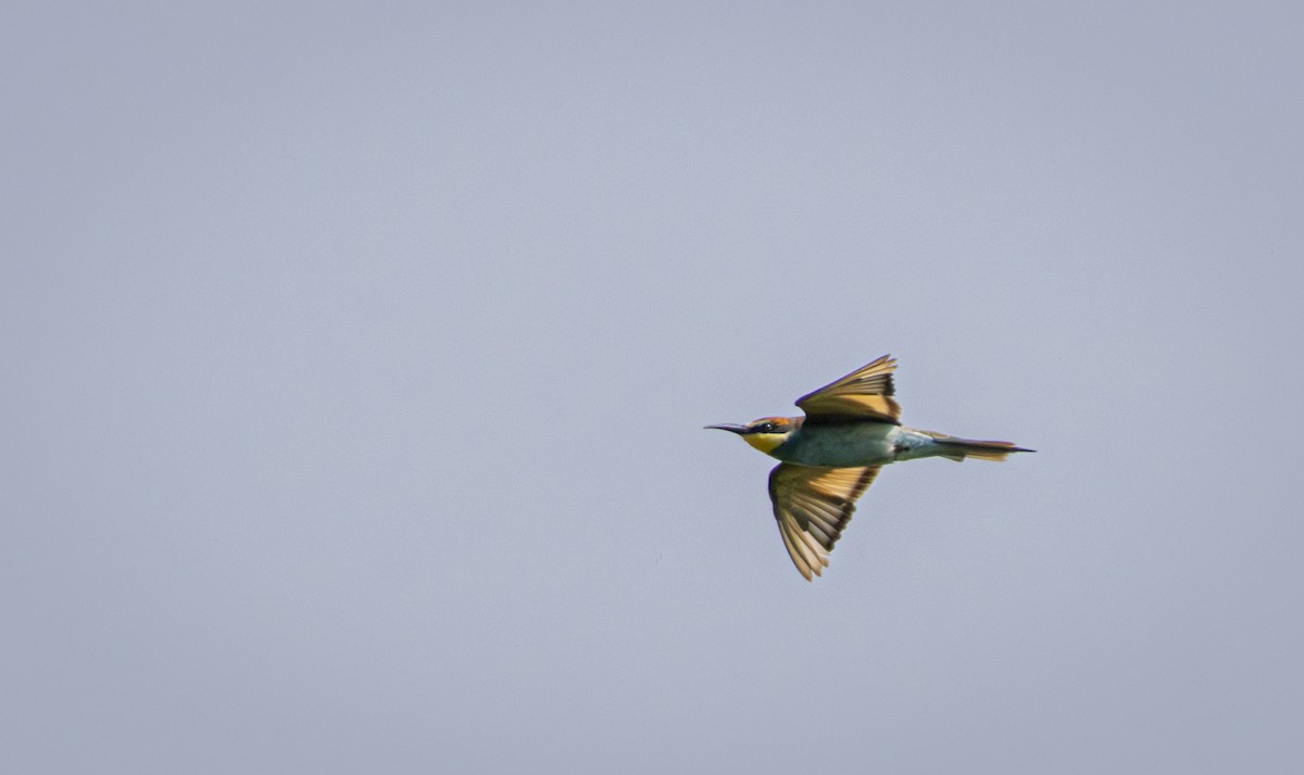 European Bee-eater - ML647116103