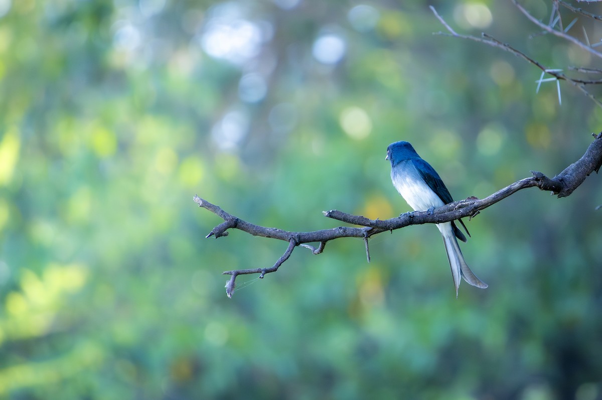 White-bellied Drongo - ML647116111