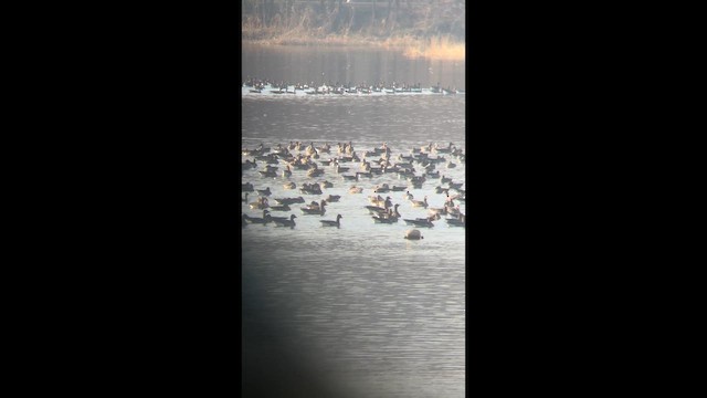 Гуска/казарка sp. - ML647116112