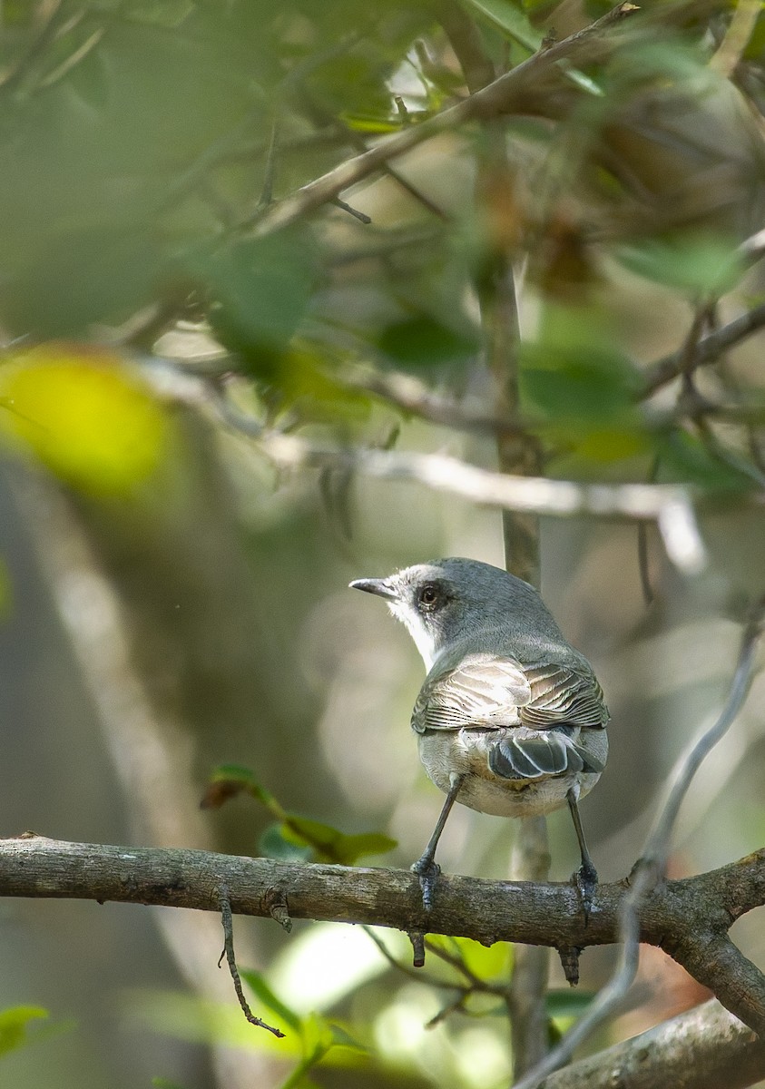 Lesser Whitethroat - ML647116113