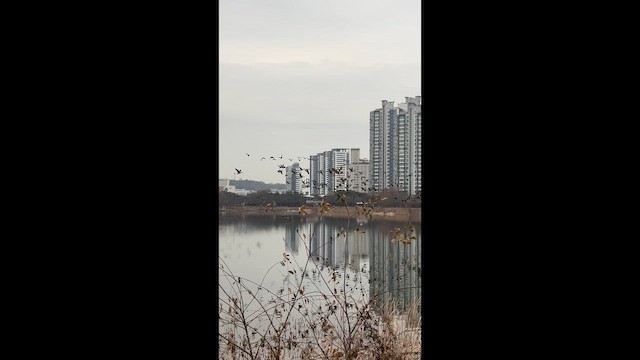 Гуска/казарка sp. - ML647116117