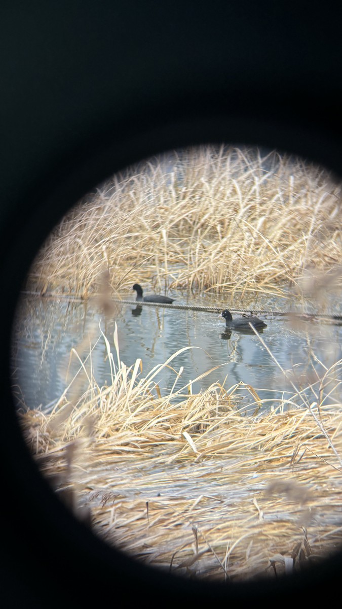 Eurasian Coot - ML647116124