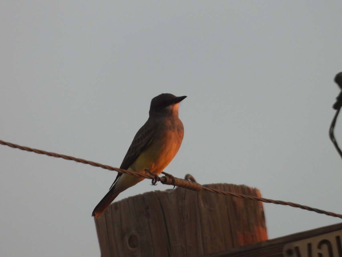 Kayalık Dağları Tiranı - ML647116129