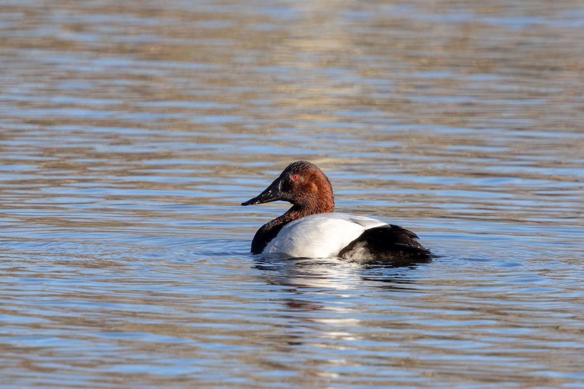 Canvasback - ML647116135