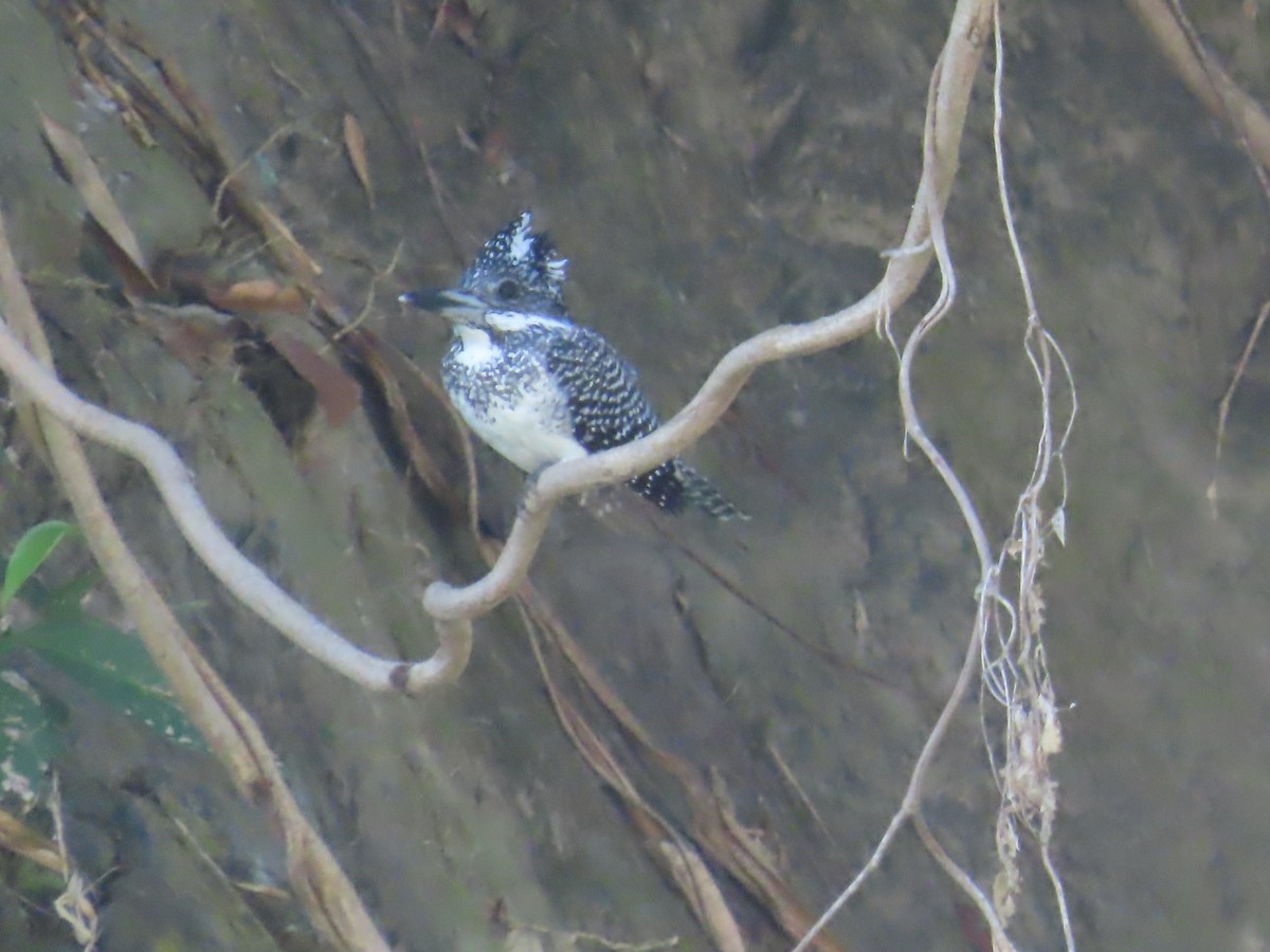Crested Kingfisher - ML647116136