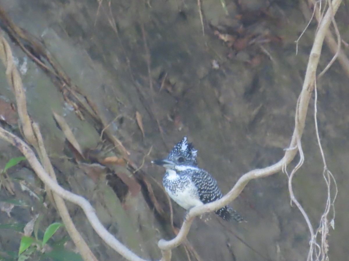 Crested Kingfisher - ML647116137