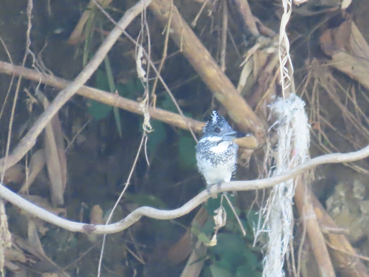 Crested Kingfisher - ML647116138