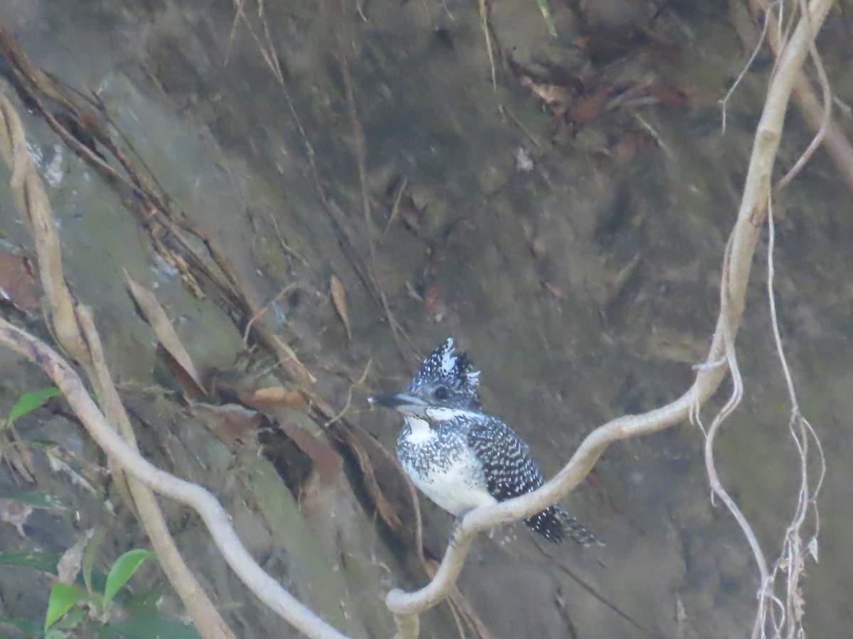 Crested Kingfisher - ML647116139