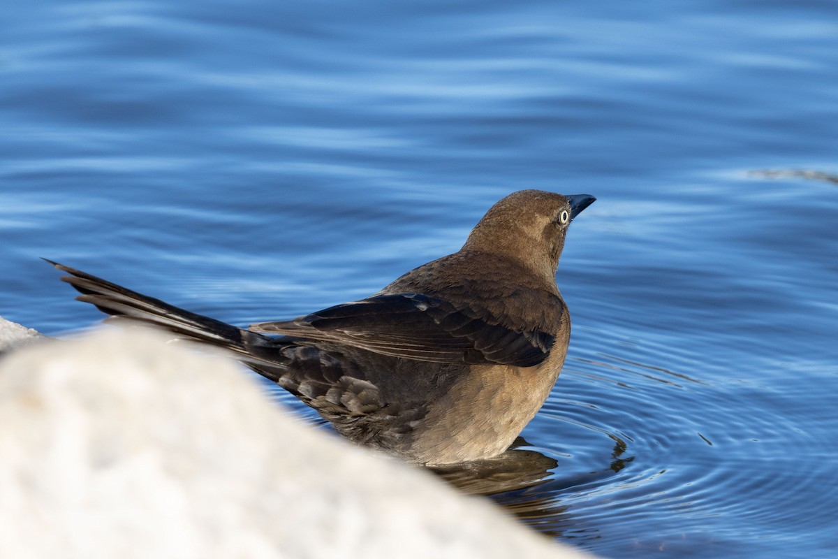 Great-tailed Grackle - ML647116143