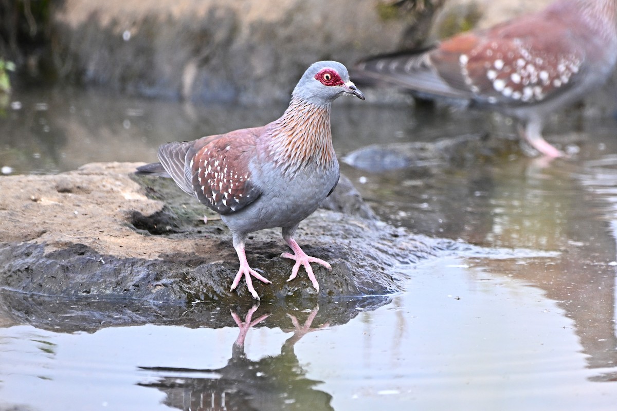 Speckled Pigeon - ML647116154