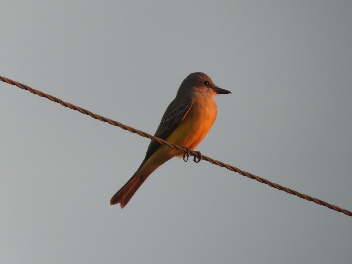 Tropikal Tiran - ML647116160