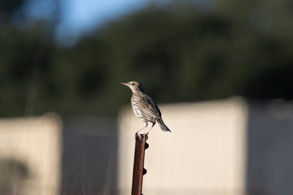 ニシマキバドリ - ML647116161